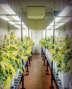 Cannabis greenhouse