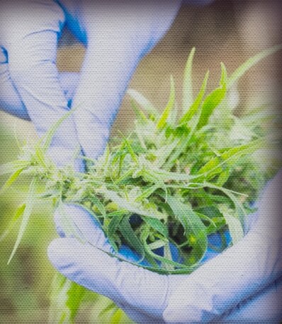 Cannabis plant sample