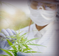 Professional cannabis grower