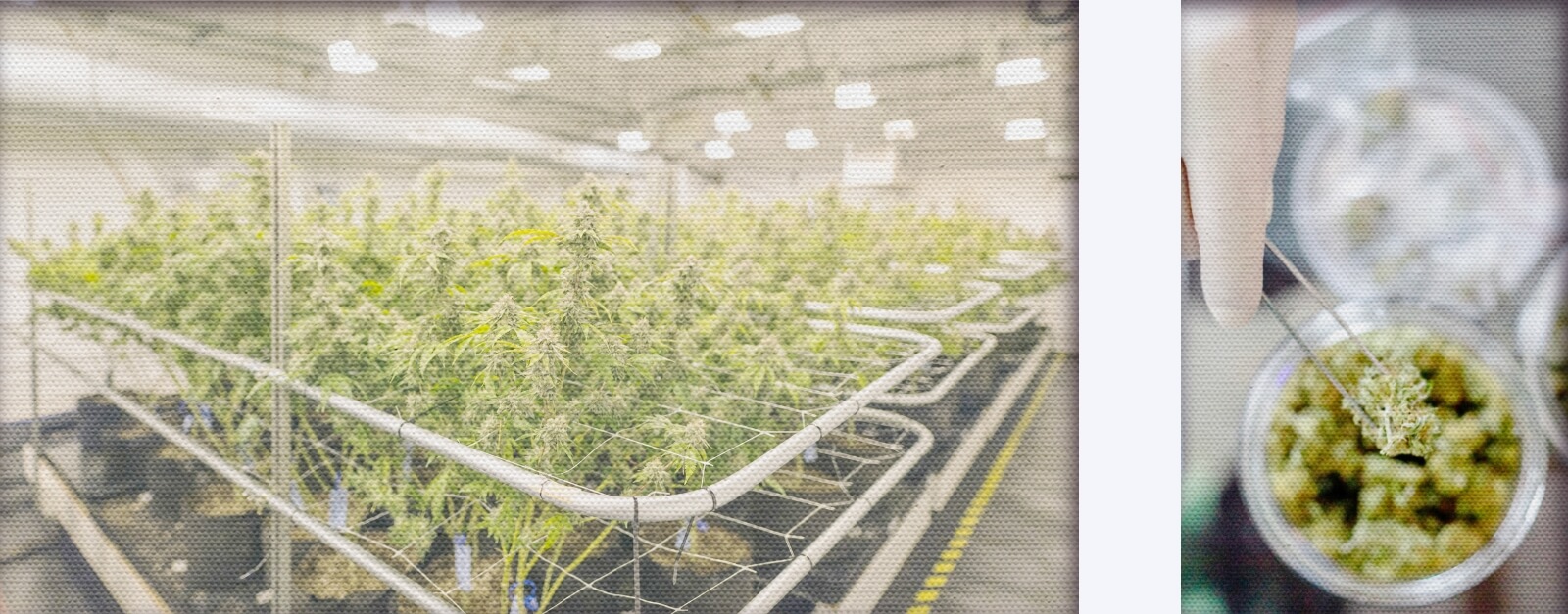 Cannabis farm and plant sample
