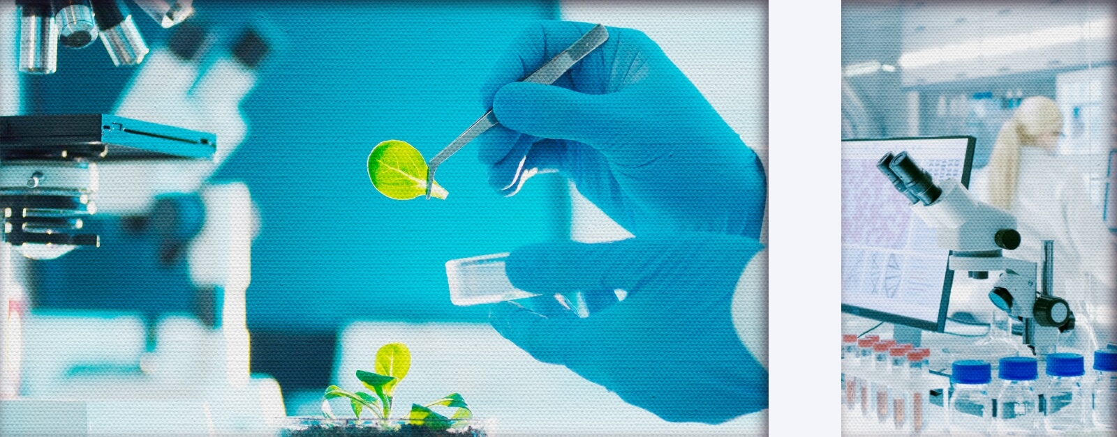 Plant sample and microscope in a lab