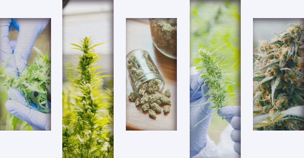 Cannabis collage